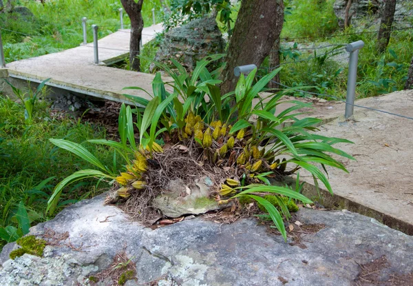 Wild orchid plants on the rocks