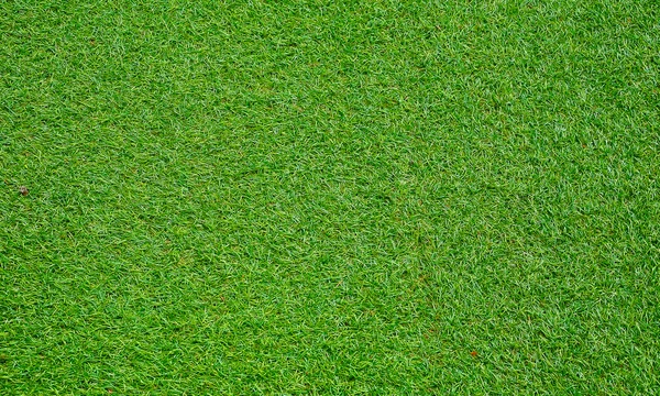 Green grass of texture for background.