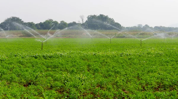 Morning view of a hand line sprinkler system in a farm field