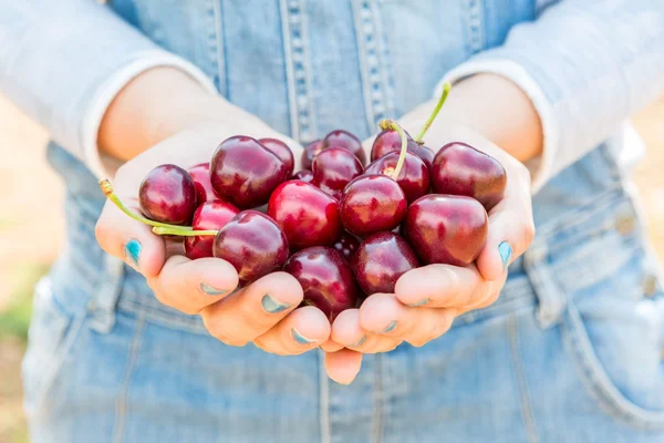 Fresh cherries