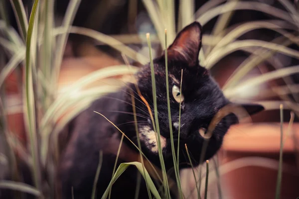 Black tabby cat eating plants