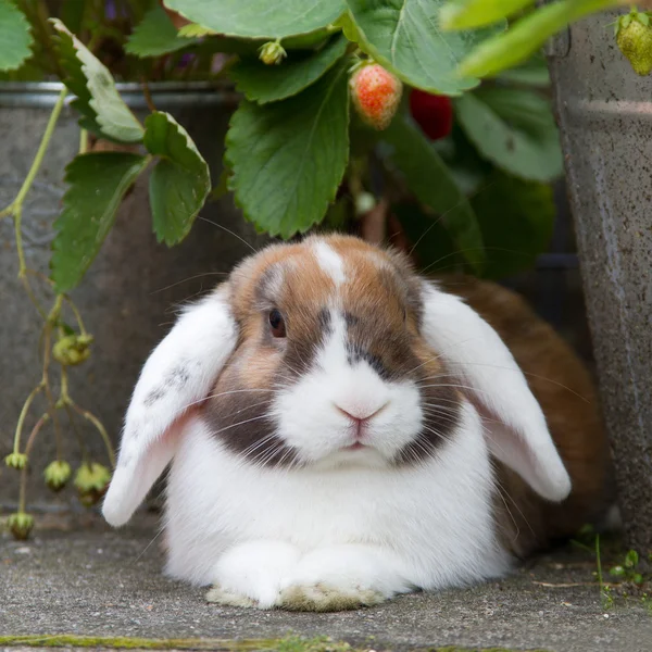 Dutch mini-lop rabbit in the garden