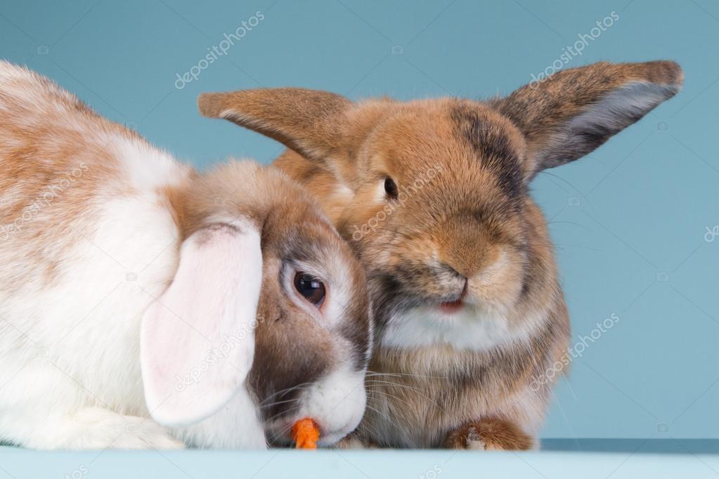 Two eating mini lop rabbits with blue background — Stock Photo