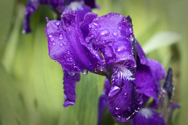 Flower after rain