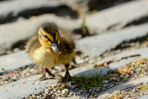 Cute ducklings at water edge