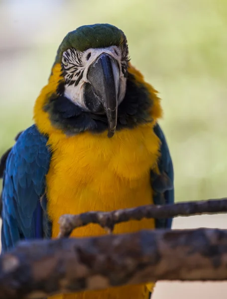 Blue and Yellow Parrot on a branch