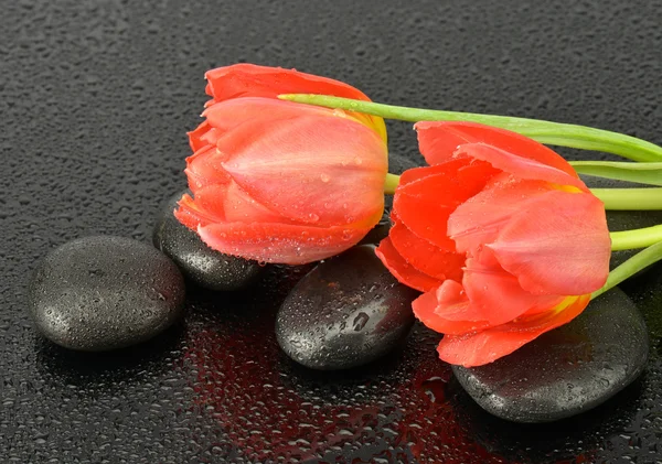 Red tulips with water drops on spa stones
