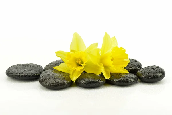 Yellow narcissus flowers on black stones