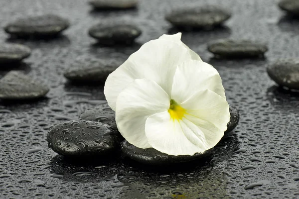 Pansy with stones for spa