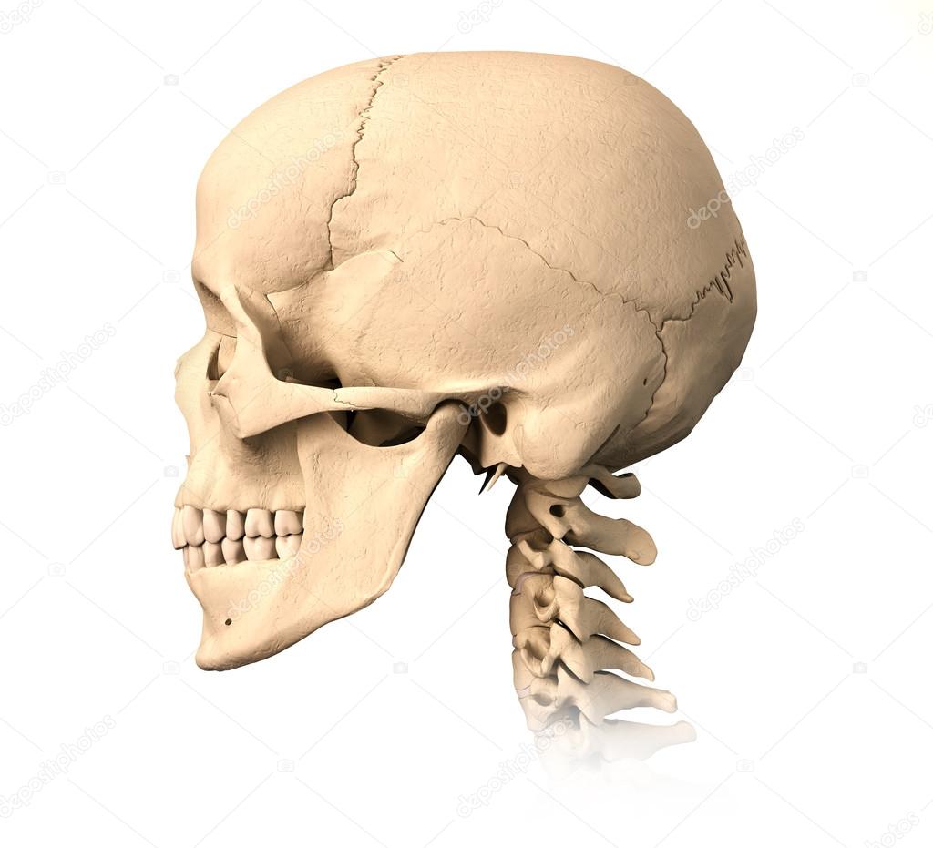 Crânio humano vista lateral fotos imagens de Pixelchaos 25637665