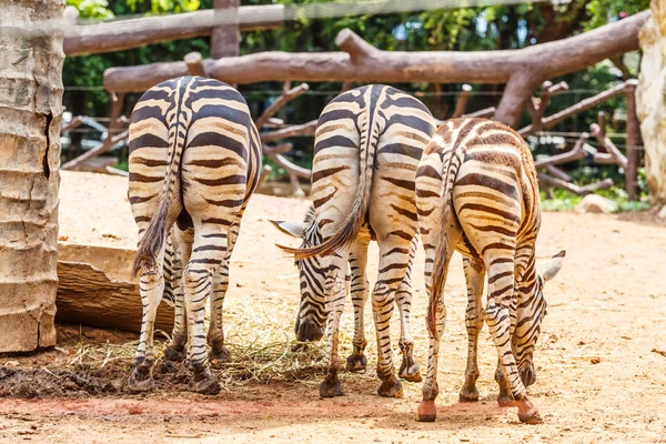 Ass black with three zebras and eating food inside zoo