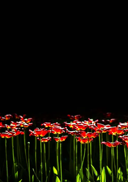 Red Flowers on  black