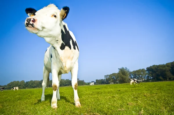 A cow in the field with blue sky