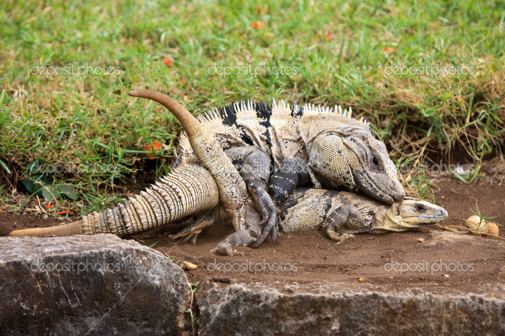 Iguanas Sex Black Lesbiens Fucking