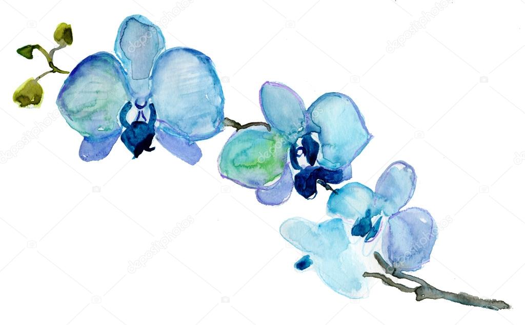 blue orchid stock photo 169 olies 43388439 blue orchid stock photo 169 olies 43388439