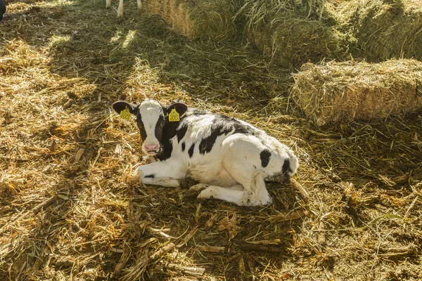 Cow farm