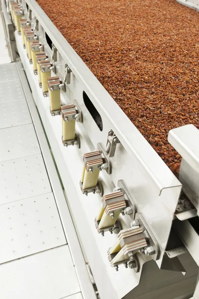 Raisins in raisin production factory packaging