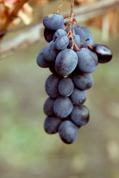 Ripe grapes Moldova