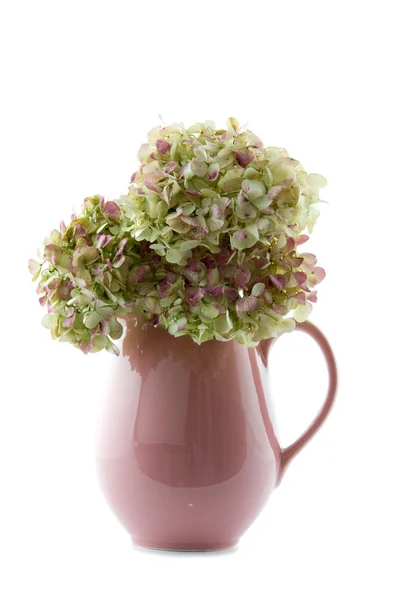 Old pink hot chocolate jug filled with hydrangea flowers