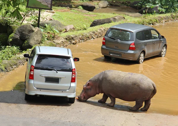 Hippopotamus eat carrots, which he threw out of the car