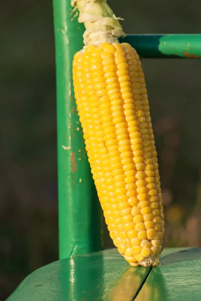 Cleaned corn cob exposed to the sun