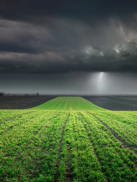 Young wheat crop in field against large storm