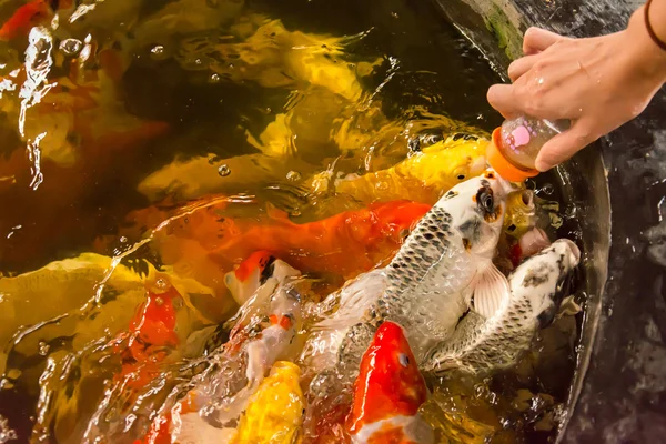 Feeding Carp fish with baby milk bottle