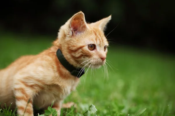 Little cat sitting in grass
