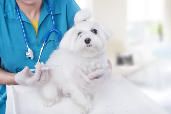 Vet with Maltese Breed puppy