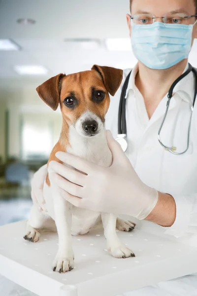 Dog Jack Russell terrier is having medical examination by vet.