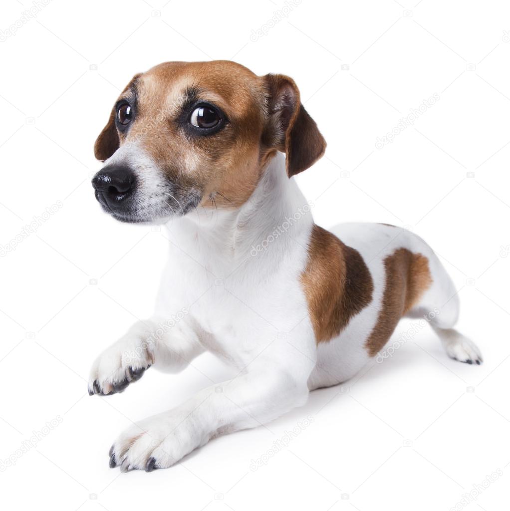 Dog crawls — Stock Photo © Flydragonfly 34562945