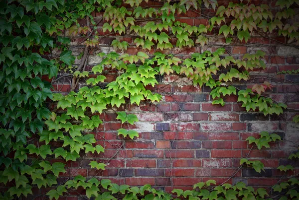 Wall castle green ivy plants