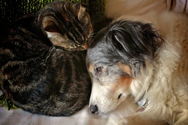 Cat and dog snuggle together
