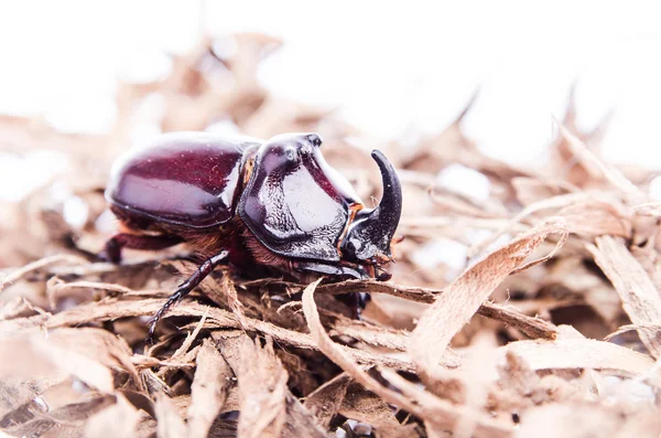 Rhinoceros beetle (Oryctes nasicornis) on wood shavings