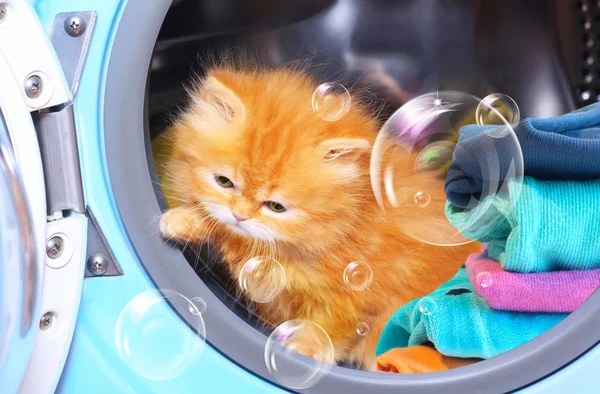 Red kitten and soap bubbles in open washing machine.