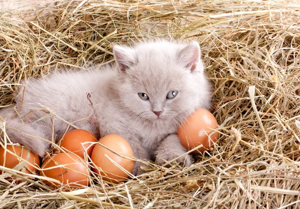 Cat in nest with eggs.