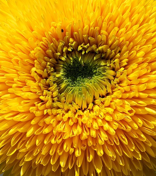 Sunflower named Giant Sungold, sunflower close up, sunflower background, yellow background, summer background, unusual sunflower, nice yellow orange sunflower, flora, macro, yellow flower close up