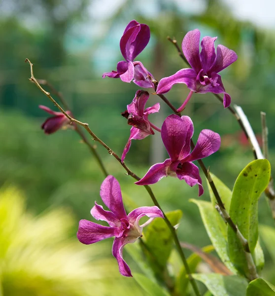 Violet magenta orchid flower in the nature with green blur background, dirty natural violet orchid with web around in the natural atmosphere, wild orchid in the nature, orchid park