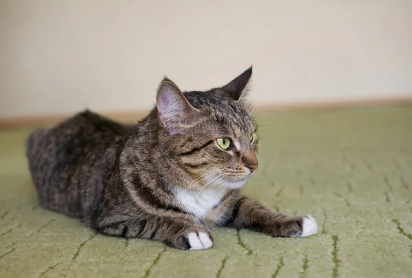 At, resting cat in blur light background, angry cat, cat close up, domestic cat, selective focus to the face, focus to the cat, composition, grey cat with blur noisy background, focal focus