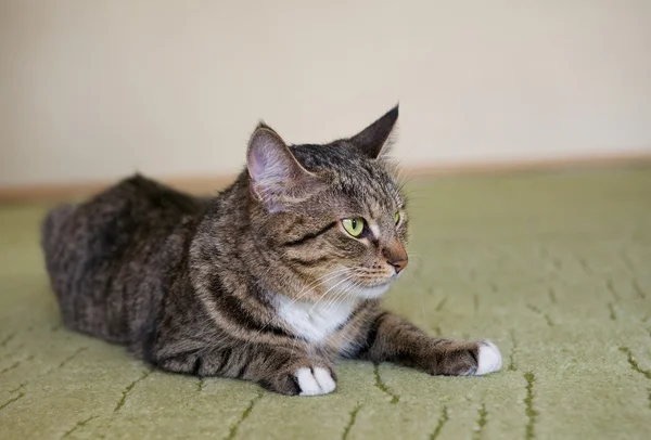 Selective focus shot of a gray cat with an angry cat face with a