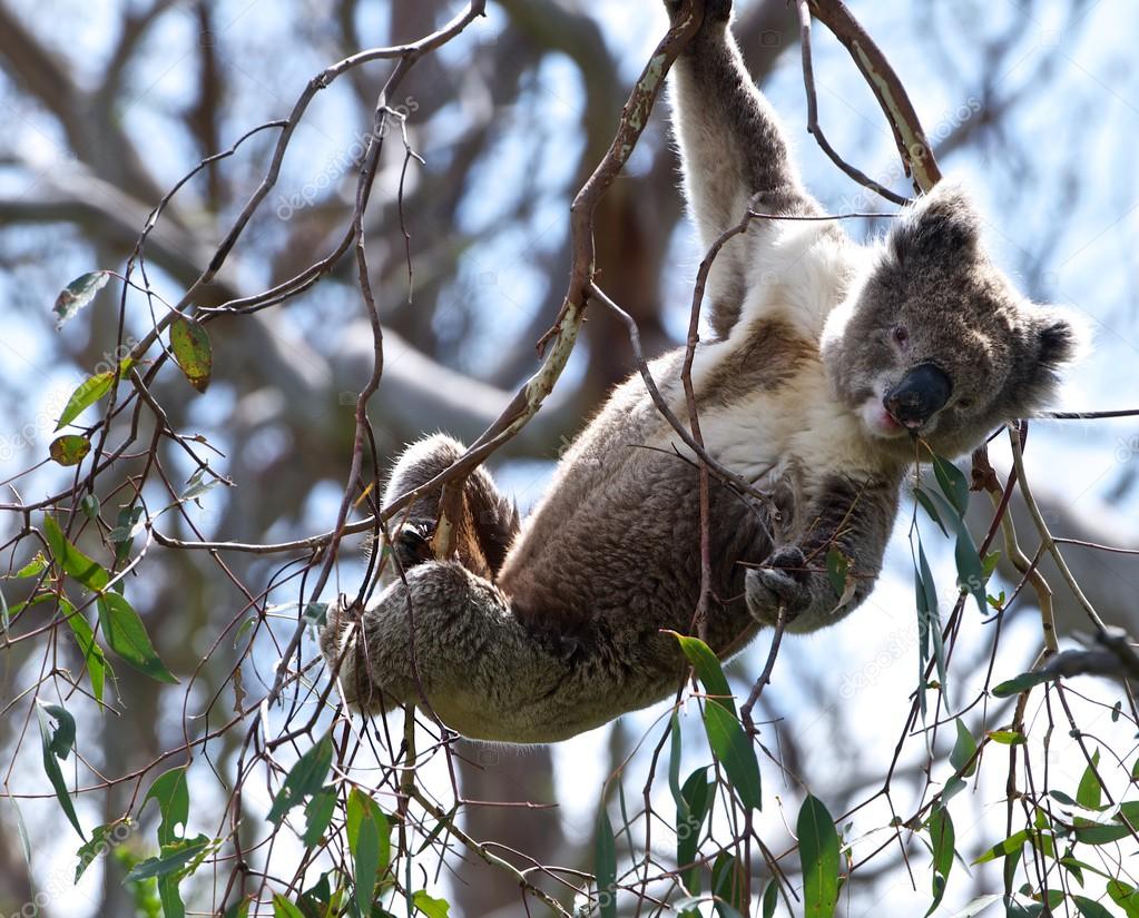 Portrait of small koala in the tree in blur dirty background, One small