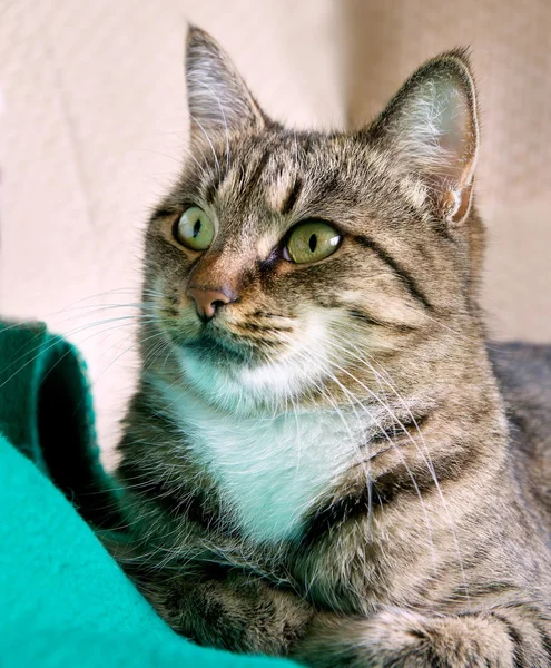 Selective focus shot of a gray cat with an angry cat face with a