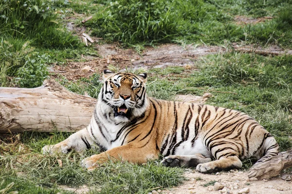 Tiger lying in the grass with mouth open