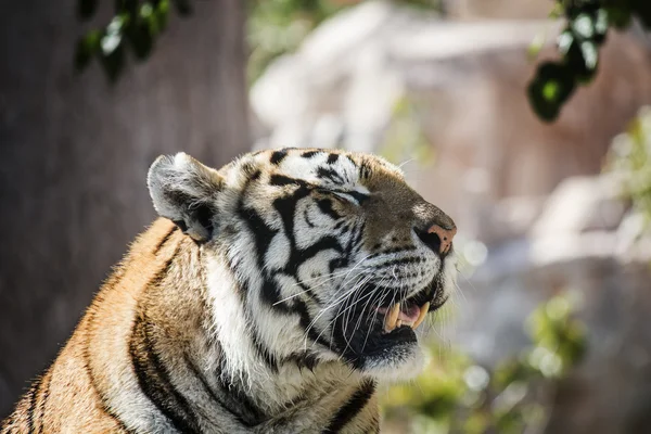 Portrait of a tiger alert with the mouth open