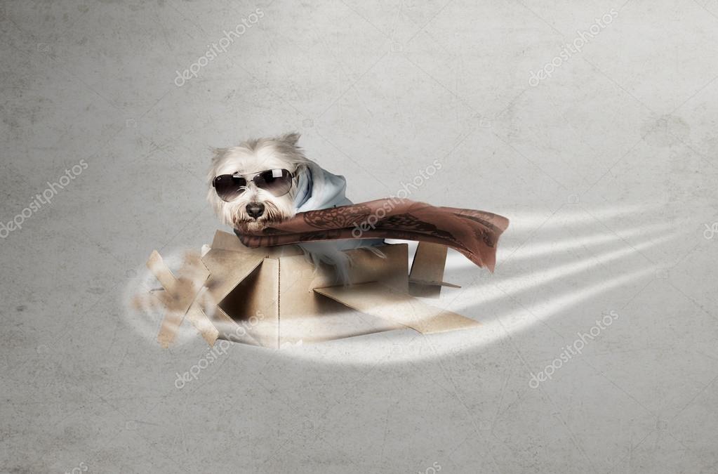 http://st.depositphotos.com/2416623/3464/i/950/depositphotos_34643137-stock-photo-funny-westie-dog-flying-on.jpg