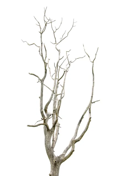 Dead and dry tree is isolated on white background