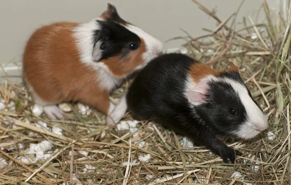 Newborns Of Guinea Pig