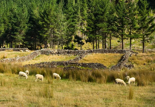 Old Sheep Holdings