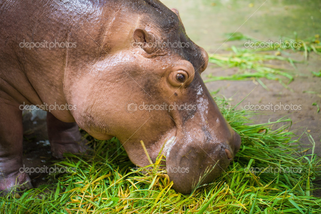Hipopótamo comiendo pasto verde del alimentador