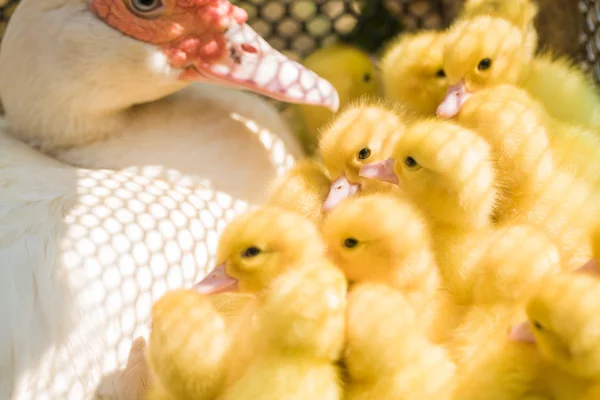 Close up of cute little yellow duck